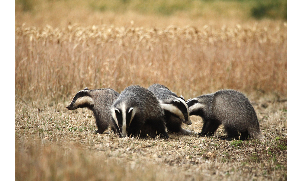 12,048 Badgers Culled in Gloucestershire